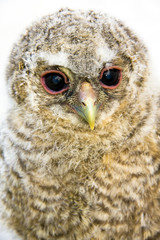 Very young long-eared owl (Asio otus) chick