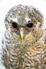 Very young long-eared owl (Asio otus) chick