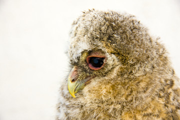 Very young long-eared owl (Asio otus) chick