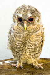 Very young long-eared owl (Asio otus) chick