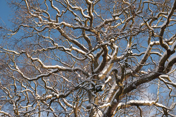 snow tree branches