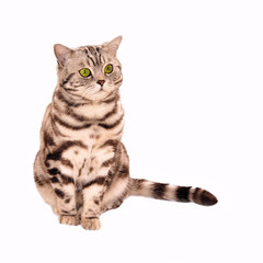 Black-silver-Tabby