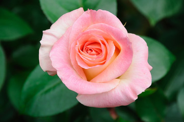 ダイアナプリンセスオブウェールズ