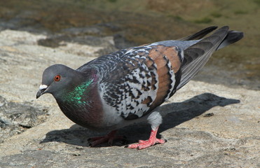 Pigeon in the city