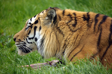 The Siberian tiger (Panthera tigris altaica)