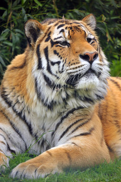the Siberian tiger (Panthera tigris altaica)