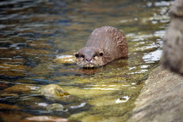 young Otter in the river