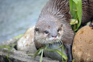 young Otter by the river side