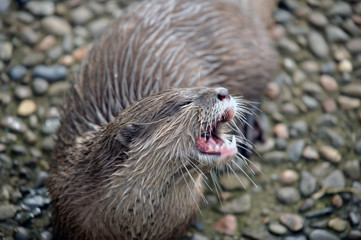 A young cute otter at feeding time
