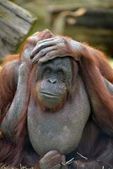 Wild Orangutan © Dale Mitchell