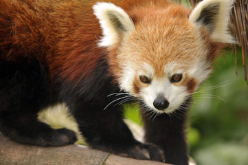 the endangered Red Panda