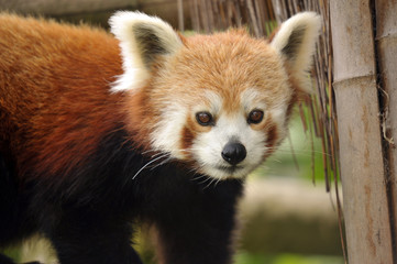 The endangered Red Panda