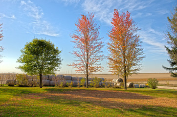 Fall Trees