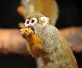 The common squirrel monkey (Saimiri sciureus)