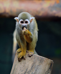 the common squirrel monkey (Saimiri sciureus)