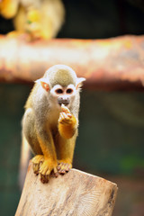 The common squirrel monkey (Saimiri sciureus)