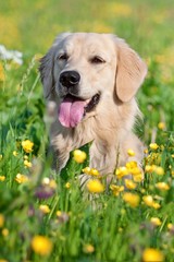 Portrait young beauty dog