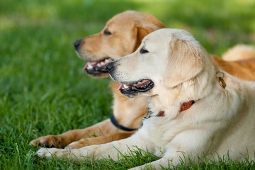 Portrait of two young beauty dogs