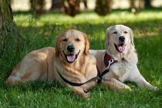 Portrait of two young beauty dogs