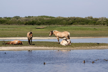 Horses on an Island