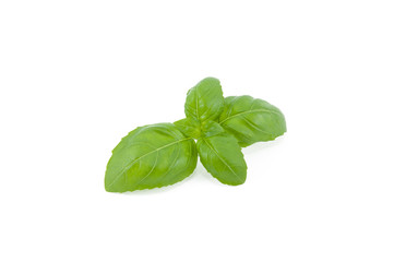 Basil