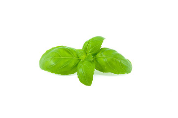 Basil
