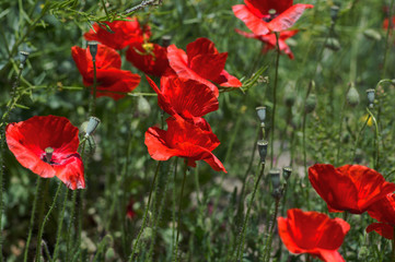 wild popies in summer field