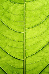 Fototapeta na wymiar zielony liść żyły