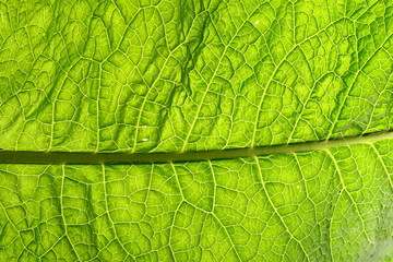 green leaf