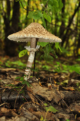 Amanita mushroom, long stem
