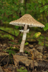 Amanita mushroom in the wood