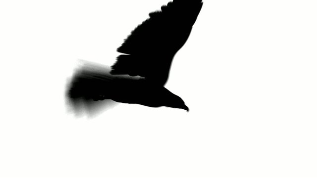 flying eagle in black on white background