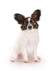 Papillon puppy