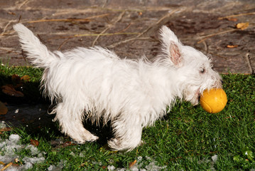 Terrier west higland