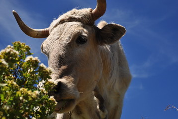 Vache perspective fleur