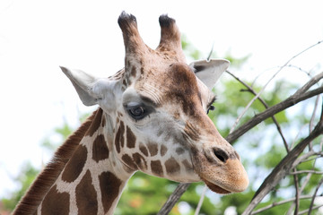 giraffe