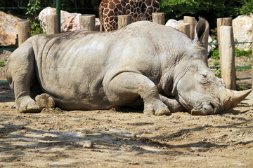 Fototapeta premium rhino