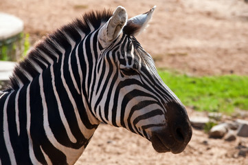 Fototapeta na wymiar Zebra .