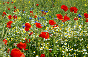 Obraz premium Blumenwiese