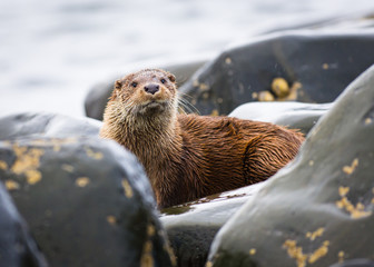Wild Eurasian Otter ((Lutra lutra)