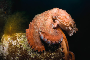 Giant octopus Dofleini sitting on a boulder