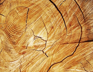 Fototapeta premium Old wood cut texture