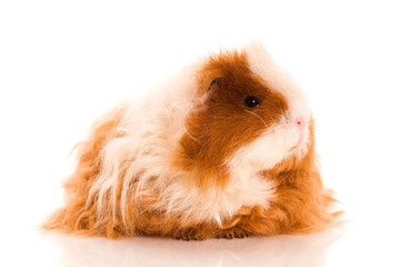 long hair guinea pig