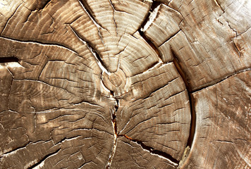 Old wood cut texture
