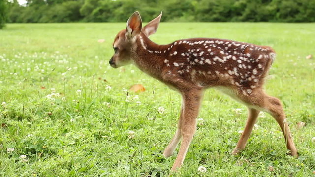 Unsteady Fawn
