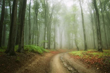 Fotobehang road in the woods trough the fog © andreiuc88