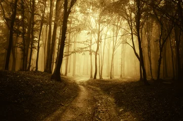 Tuinposter horror scene with a road through golden forest with dark trees © andreiuc88