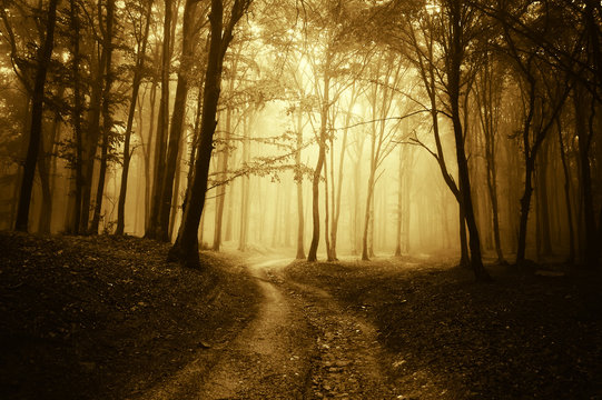 horror scene with a road through golden forest with dark trees