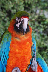 oiseau tropical