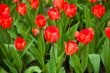 Red  tulips .